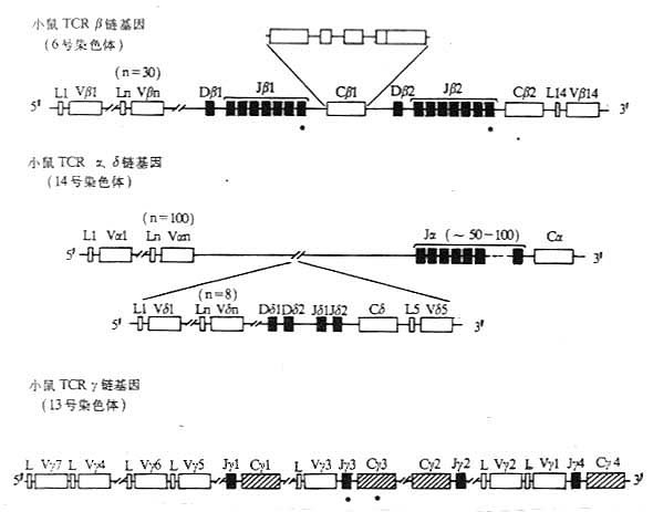 小鼠TCR基因的结构