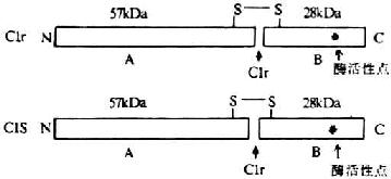 Clr/Cls分子的结构