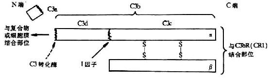 C3分子的结构（模式图）