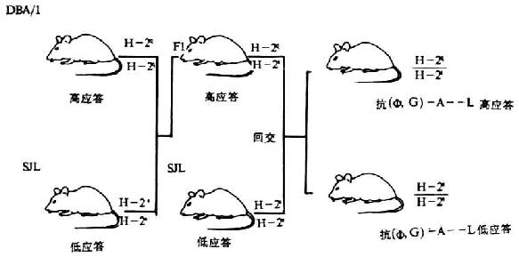 应用回交试验证实小鼠对（多聚苯丙氨酸，多聚谷氨酸）-多聚丙氨酸-多降赖氨酸[φG）-A-L]应答的Ir基因为单个常染色体显性遗传