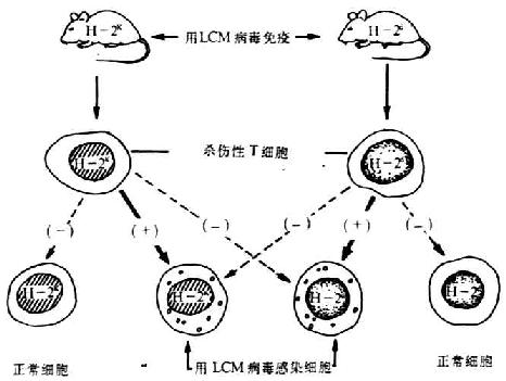 MHC对Tc杀伤病毒感染靶细胞的约束作用