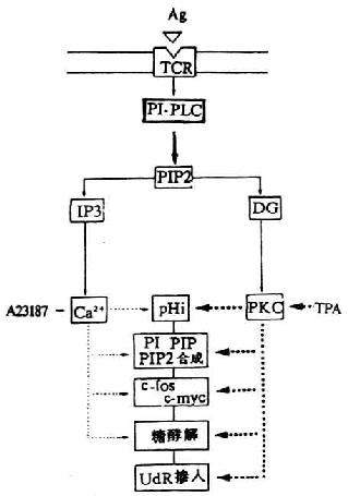 磷脂酰肌代谢途径（模式图）