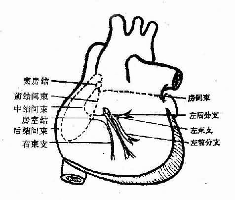 心脏传导系统示意图