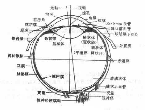 眼球解剖图