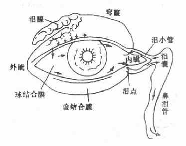 眼结膜囊及泪器，箭头示泪液之分泌及其排泄