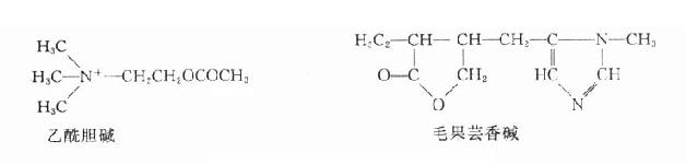 乙酰胆碱和毛果芸香碱的化学结构