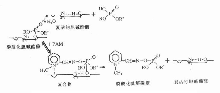 碘解磷定复活胆碱酯酶过程示意图