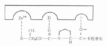 卡托普利与酶的活性部位结合图