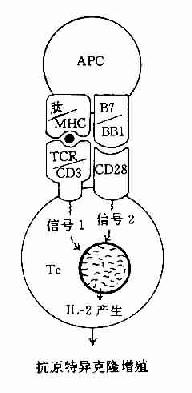 协同刺激信号与T细胞活化状态