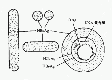 HBV病毒颗粒图示