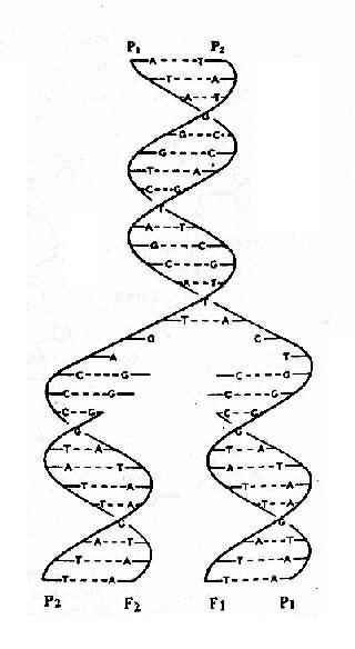 双螺旋DNA半保留复制过程