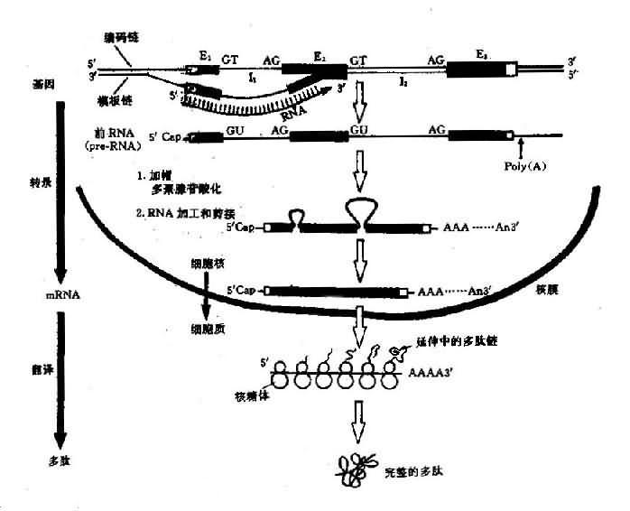 真核生物结构基因表达（DNA→RNA→蛋白质）流程图