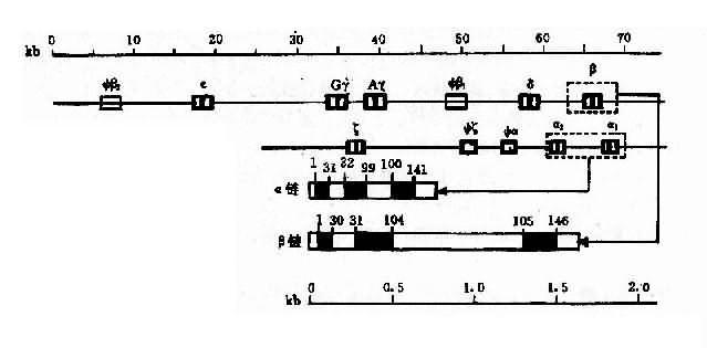 人类α珠蛋白基因簇和人类β珠蛋白基因簇的结构及排列顺序