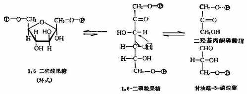 β-D-（-）-吡喃果糖　β-D-（-）-呋喃果糖