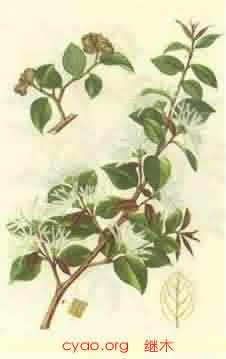 继木[檵木]