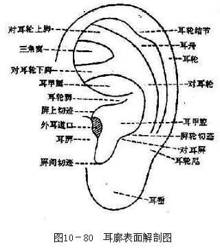 耳廓表面解剖