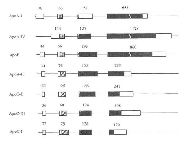 载脂蛋白AⅠ、AⅡ、AⅣ、CⅠ、CⅡ、CⅢ以及E的基因结构示意图