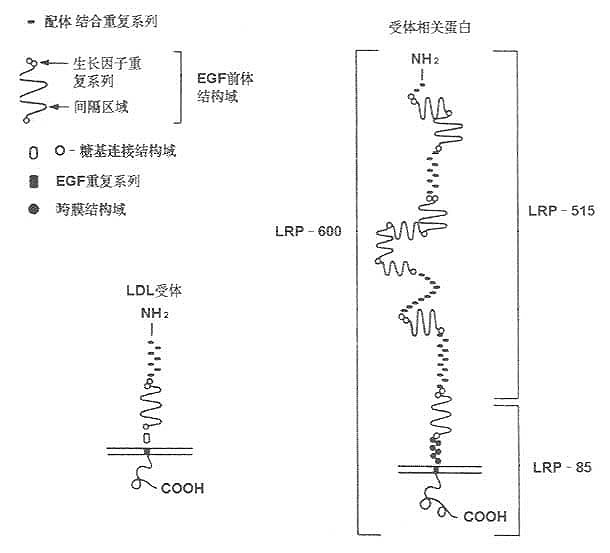 LRP的结构与LDL受体结构比较