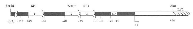 SRE-1在LDL-R基因5'侧翼区的定位