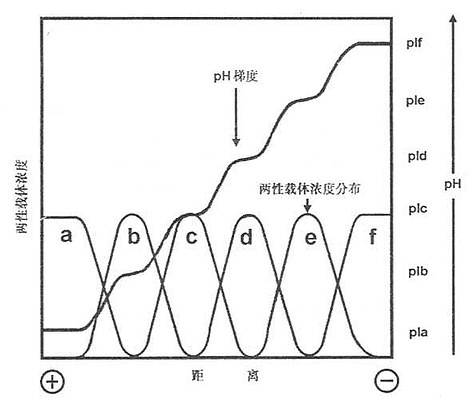 平衡时载体两性电解质的浓度分布与pH梯度