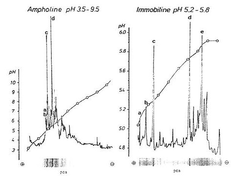 IEF-PAGE的pH标准曲线图