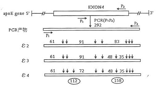 PCR扩增产物经HhaⅠ酶切后RFLP模式