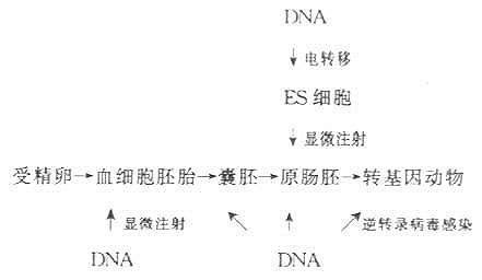 三种常用的转基因方法