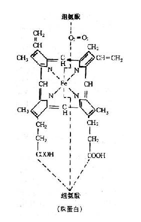 亚铁血红素结构式