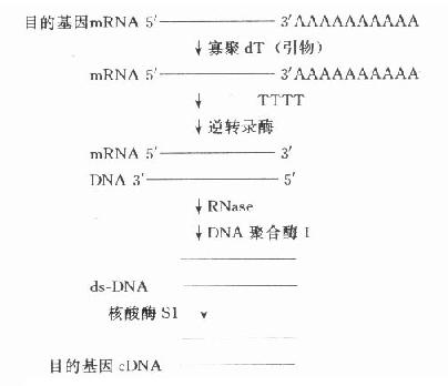 目的基因cDNA的合成