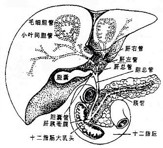 胆囊系统模式图