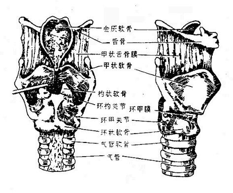 喉的软骨支架及连接