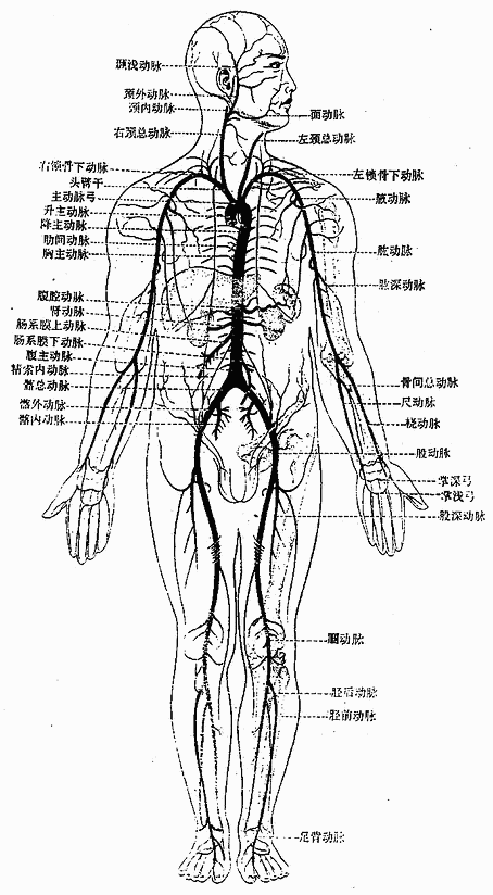 主动脉及各体部的主要动脉