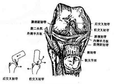 膝关节（显示内部结构）