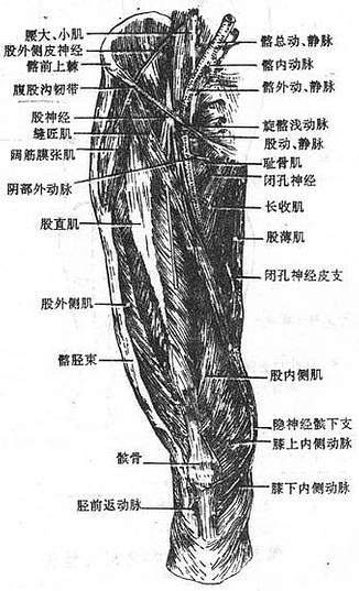 股前部浅层肌与血管神经