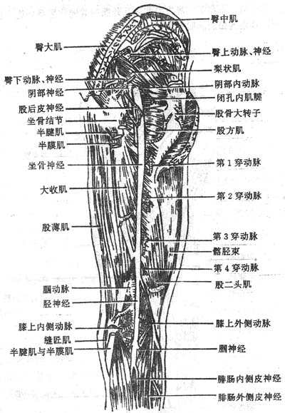 臀区、股后区和腘窝深层肌与血管神经