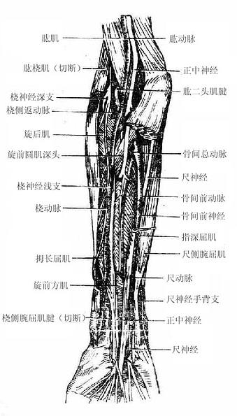 前臂前区深层结构