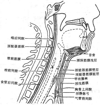 颈筋膜及颈筋膜间隙（正中矢状切面）