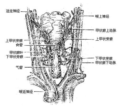 上、下甲状旁腺的位置（后面观）