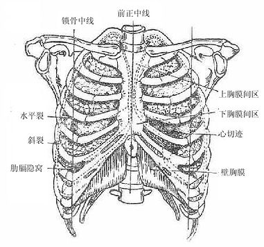肺及胸膜的体表浅影（前面）