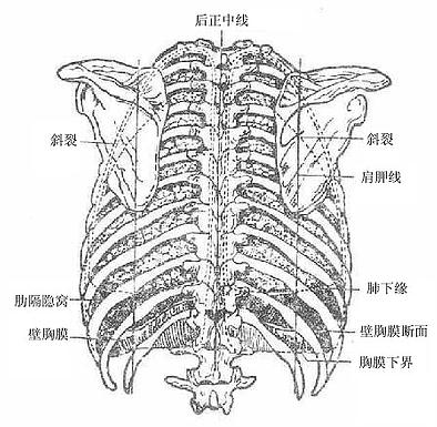 肺及胸膜的体表投影（后面）