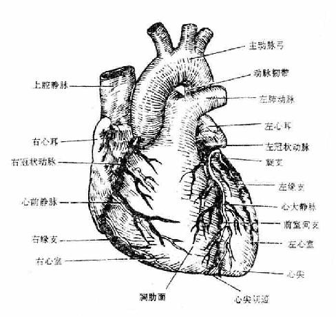 心脏的外形及血管（前面）