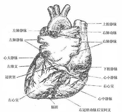心脏的外形及血管（后面）