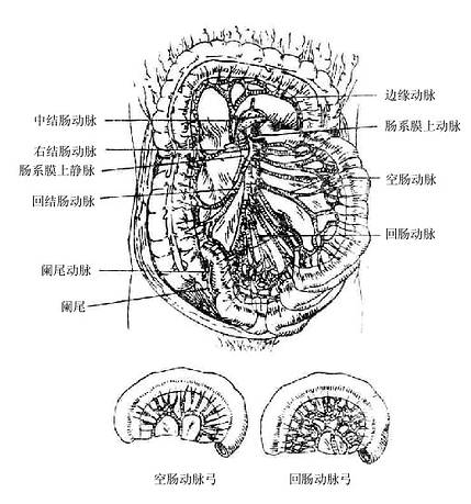 肠系膜上动脉