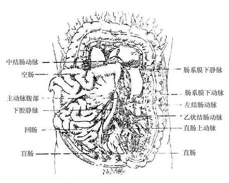 肠系膜下动脉