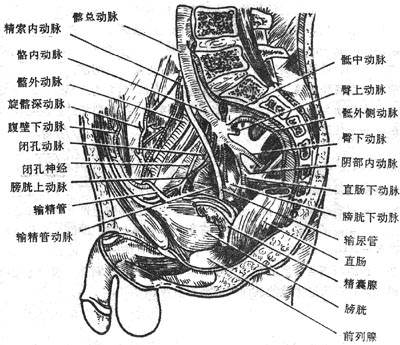 盆腔内的动脉