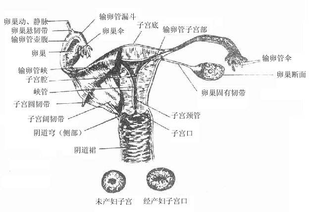女性内生殖器（前面）