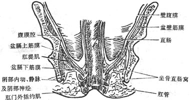 盆腔后部冠状断面和模式图