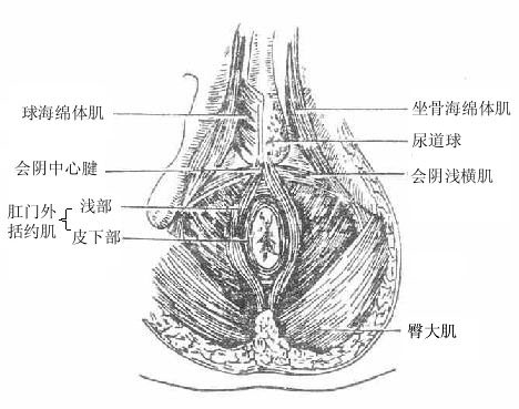肛门三角及尿生殖三角浅层肌