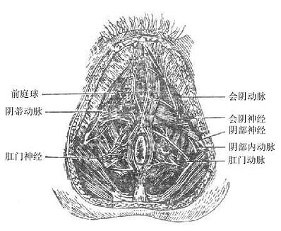 女性肛门三角及尿生殖三角内的动脉和神经