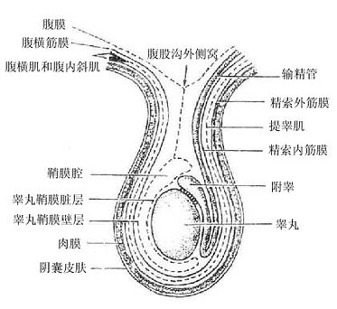 阴囊的结构模式图